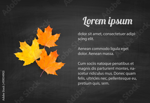 Autumn background with realistic autumn maple leaves on blackboard. Vector back to school chalkboard banner
