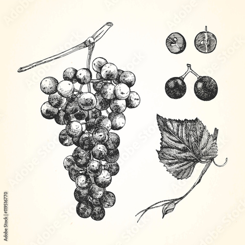 Hand-drawn illustration of Grapes. Vector