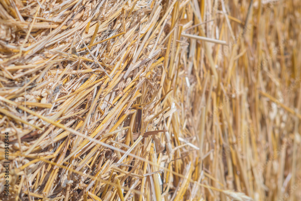 Straw Bales Harvest on Stubble field under blue sky