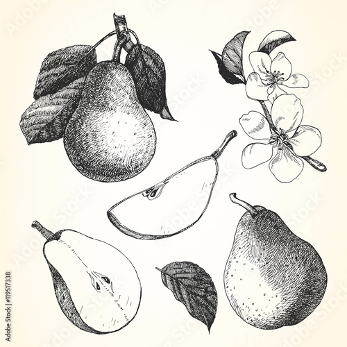 Hand-drawn illustration of Pear. Vector