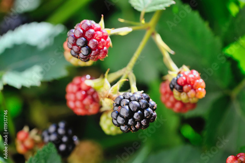 Growing fresh blackberries in a garden. Close Up
