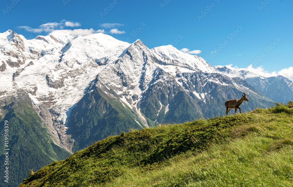 Adult ibex infront of Mont Blanc, Chamonix, French Alps, France