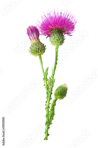 Fotografiet Purple flower of carduus with green bud isolated on a white background