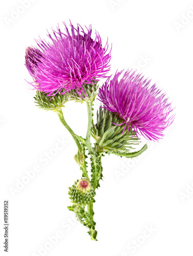 Purple flower of carduus with green bud isolated on a white background. Design element for product label, catalog print, web use.