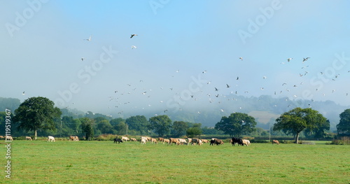 Photography Flock of gulls flying above cows on a farm in East Devon, England