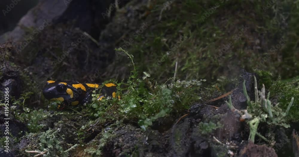 Salamander Salamander is Hiding Among the Moss Salamander Salamander is Hiding Among the Moss