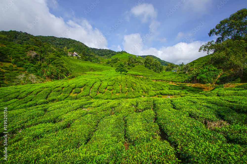 Tea plantation