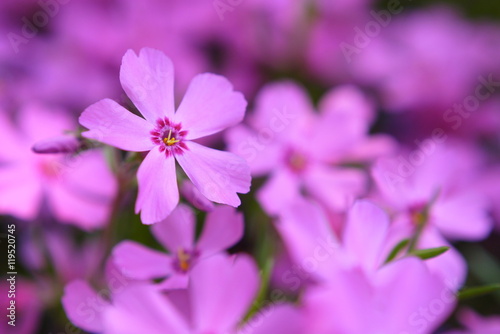 芝桜