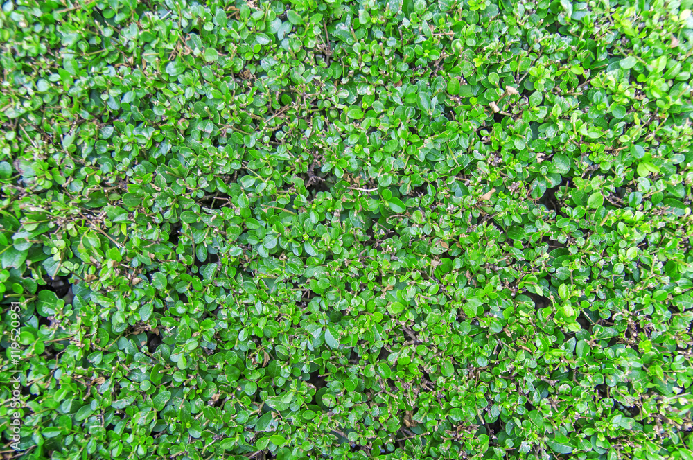 Green leaves wall fence background Green leaves wall fence background