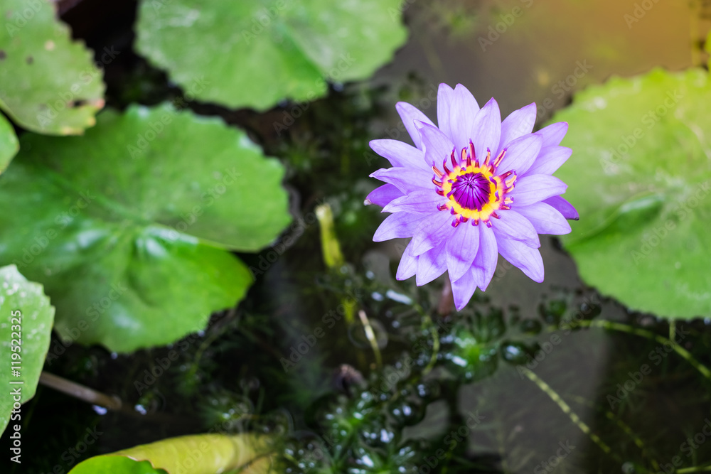 Lotus flower in pond Lotus flower in pond