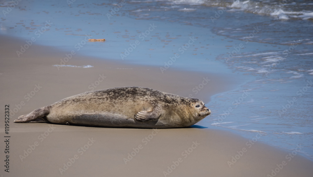 Obraz premium Common seal on a sandbank