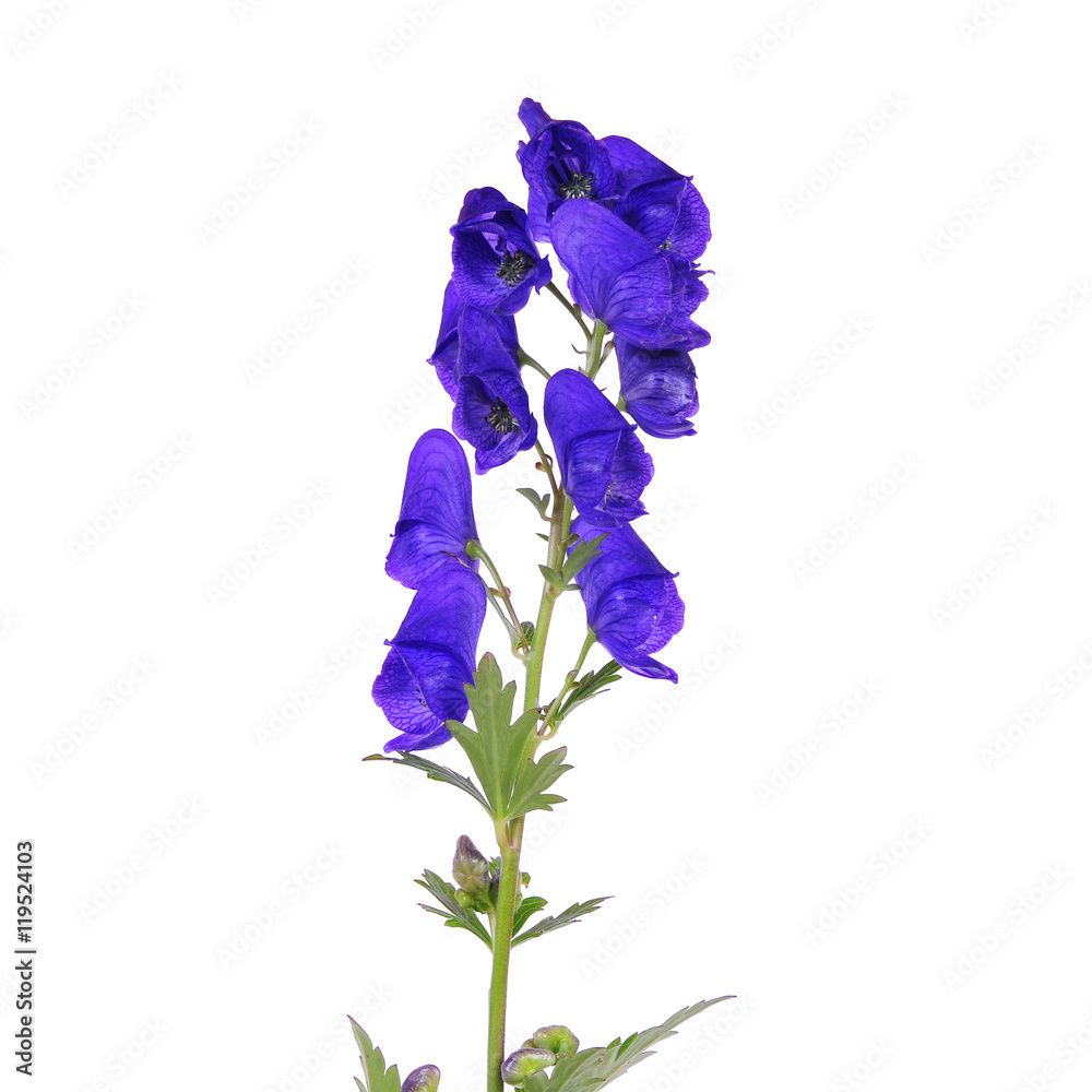 Wunschmotiv: blauer Eisenhut Aconitum napellus #119524103