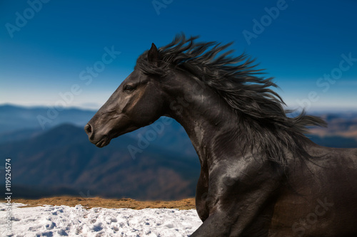 Black Horse portrait runs on the mountains and blue sky background © ashva