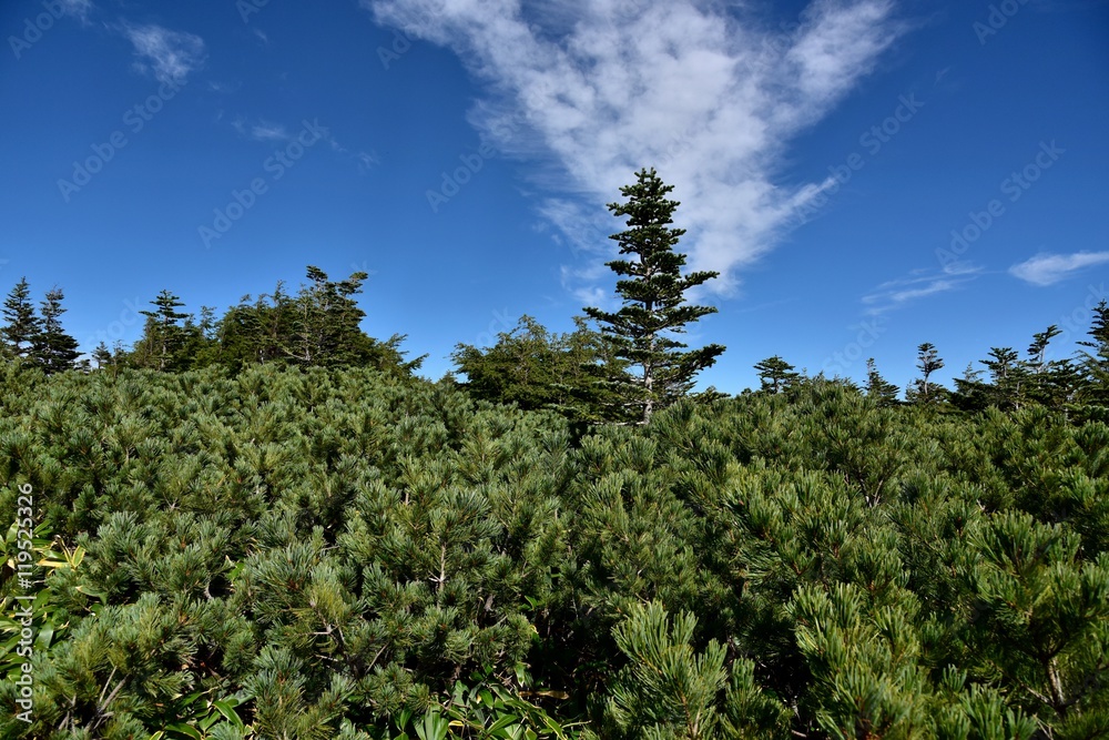 Obraz premium 針葉樹の林