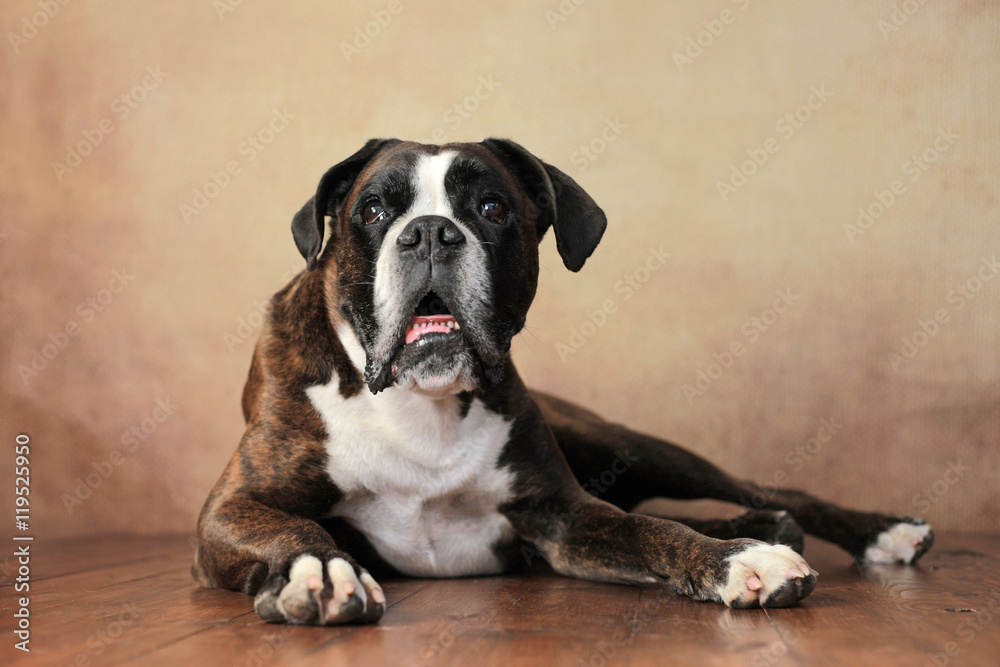 Deutscher Boxer im Studio