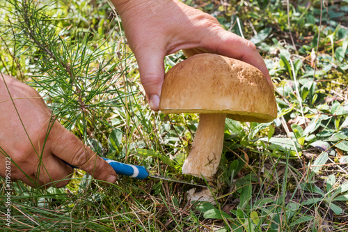Hand with a knife cut the mushroom.