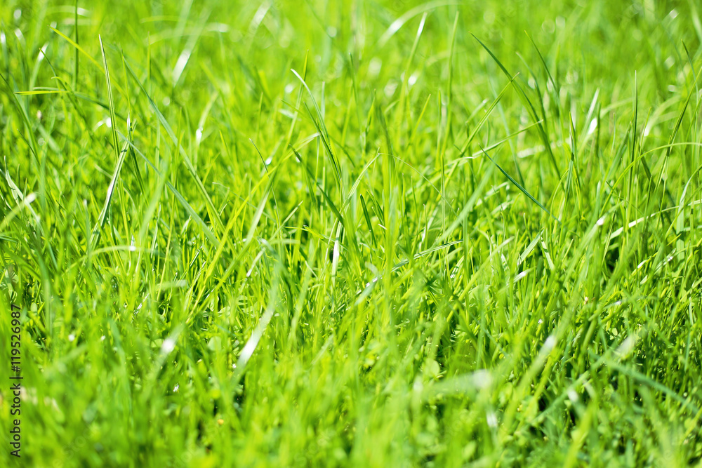 Green background texture Green background texture