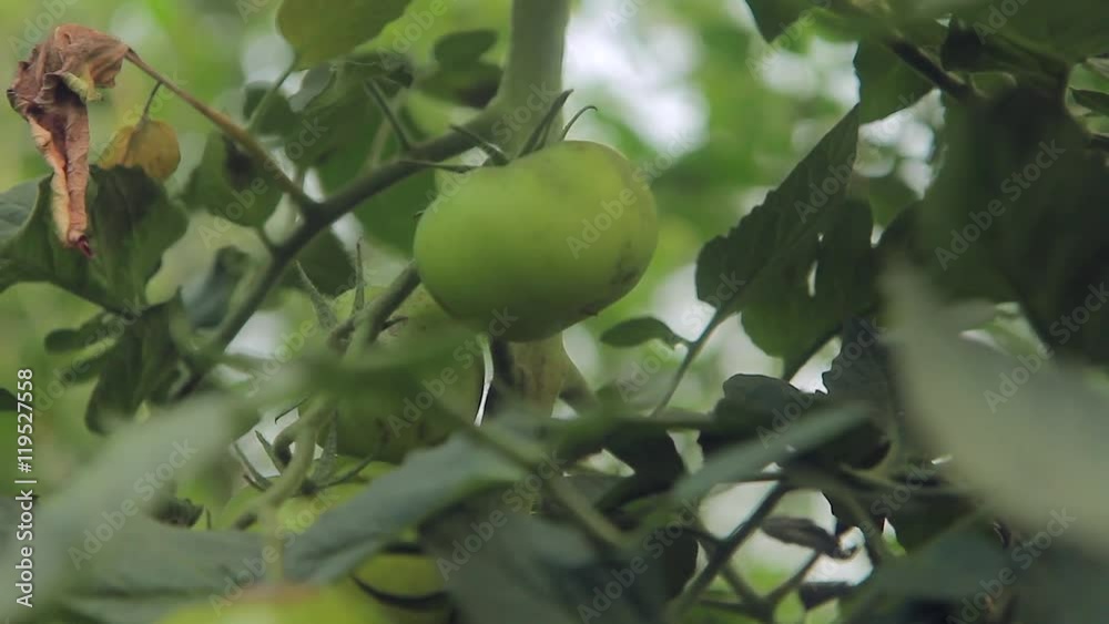 Tomatoes on the branches in the greenhouse Tomatoes on the branches in the greenhouse