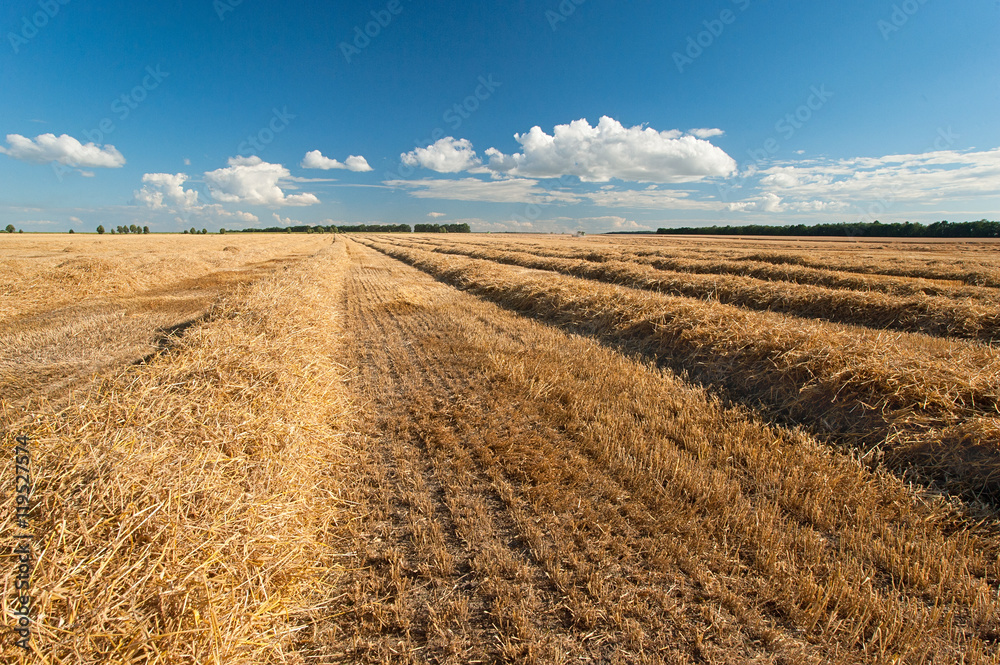 harvesting in a wheat field