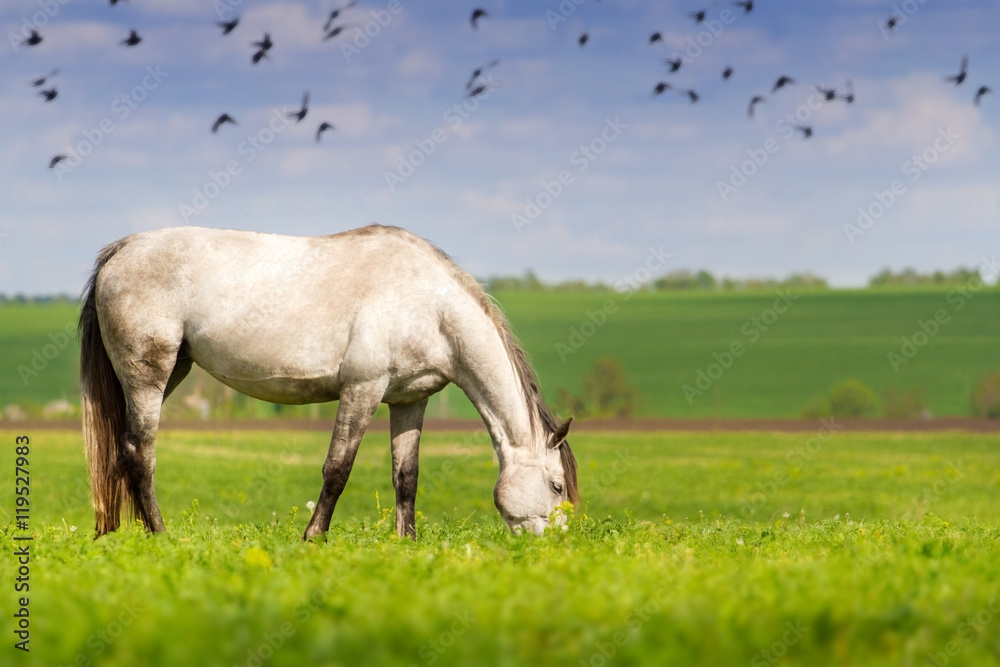White mare grazing green grass on pasture against flock of birds White mare grazing green grass on pasture against flock of birds
