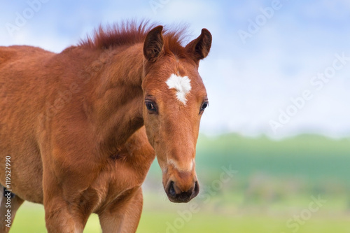 Foal portrait in motion on spring pasture