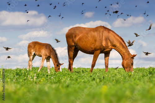 Red mare and cute colt grazing green grass on pasture against flock of birds