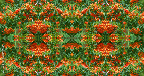 panorama  banner  rowan-tree lush bunches
