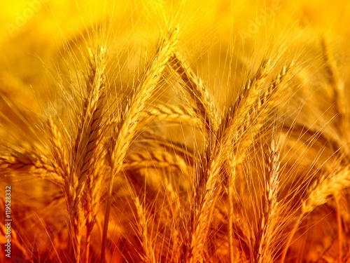 wheat closeup