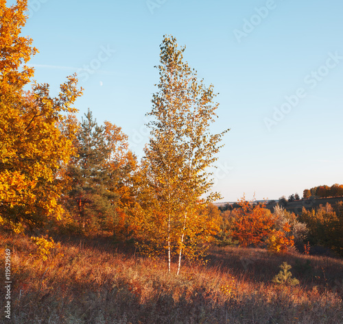 Autumn colorful landscape. Trees in golden foliage in forest