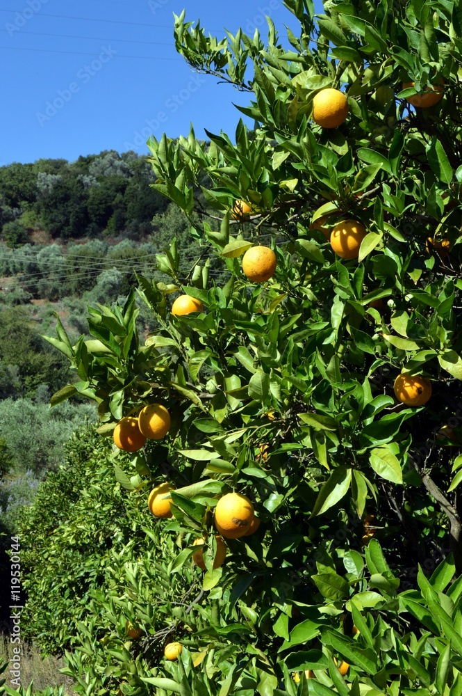 An orange tree with fruits.