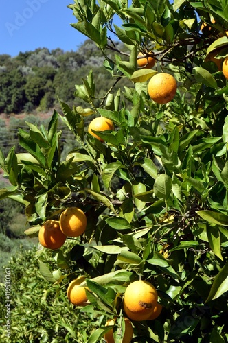 An orange tree with fruits.