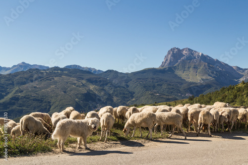 Sheep grazing by their watchful dog in the Apennines ridge, Abruzzo, central Italy
