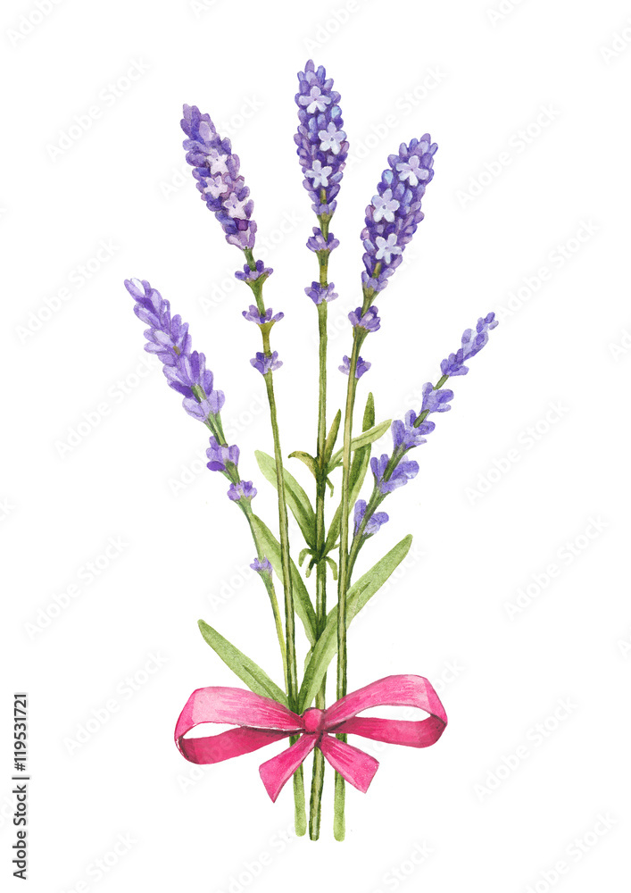 Obraz premium Watercolor illutration of lavender flowers