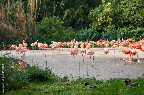 Pink flamingos walking near the forest