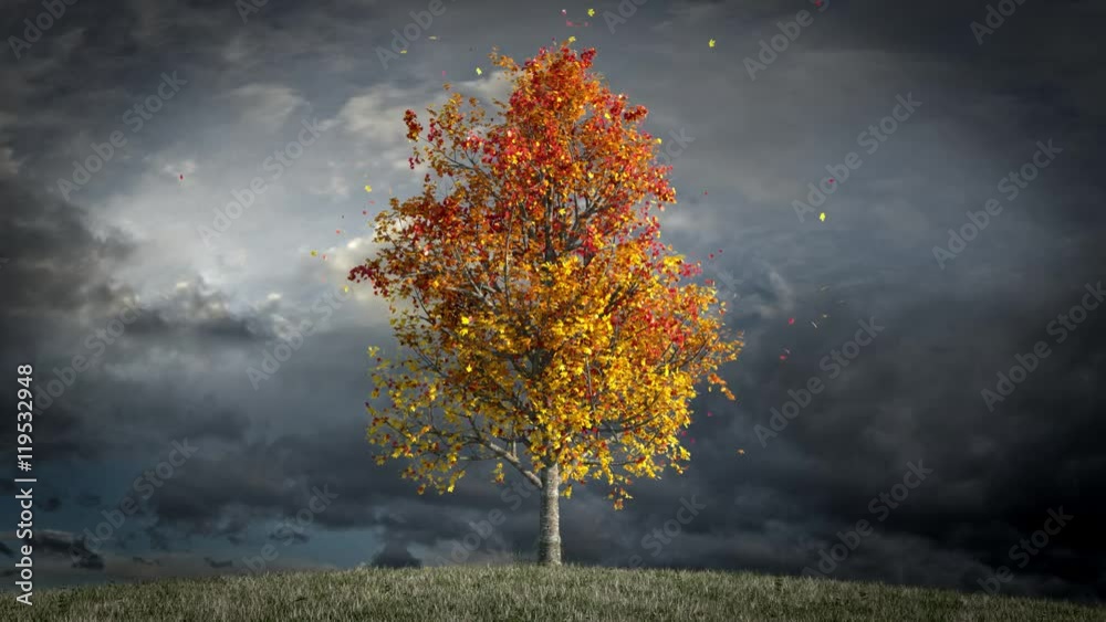 Autumn maple tree overcast sky