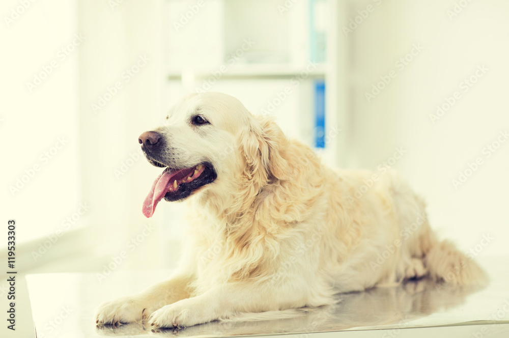 close up of golden retriever dog at vet clinic close up of golden retriever dog at vet clinic