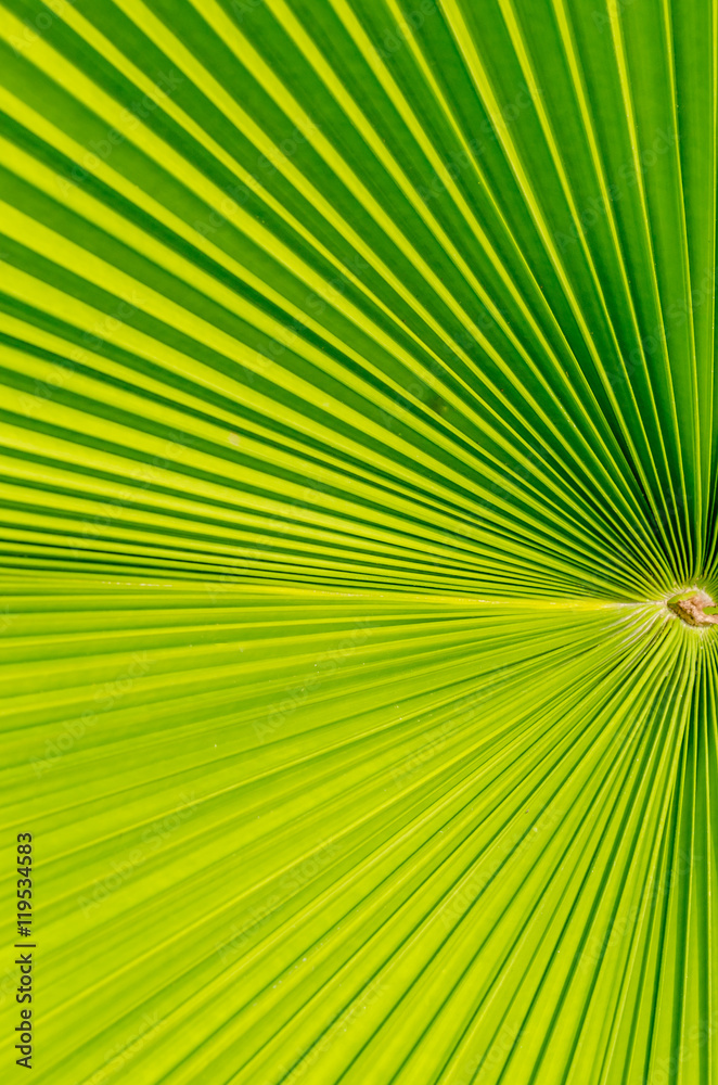 Obraz premium Palm leaf texture