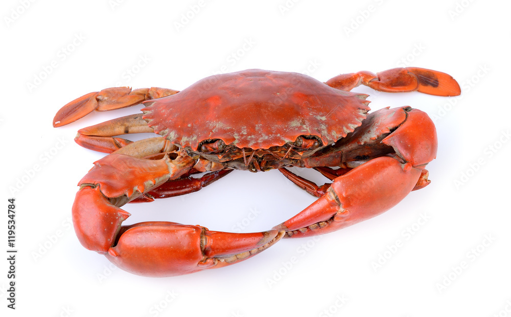 sea crab on white background