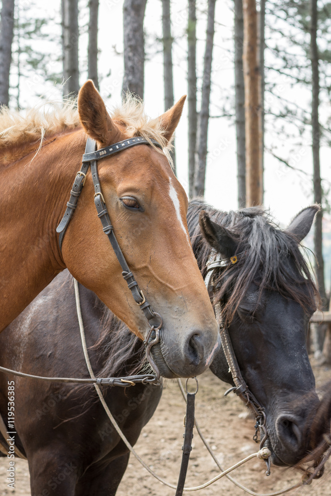 Brown horse headshot with black horse in the background