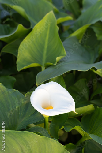 Production of white calla flowers in the greenhouse