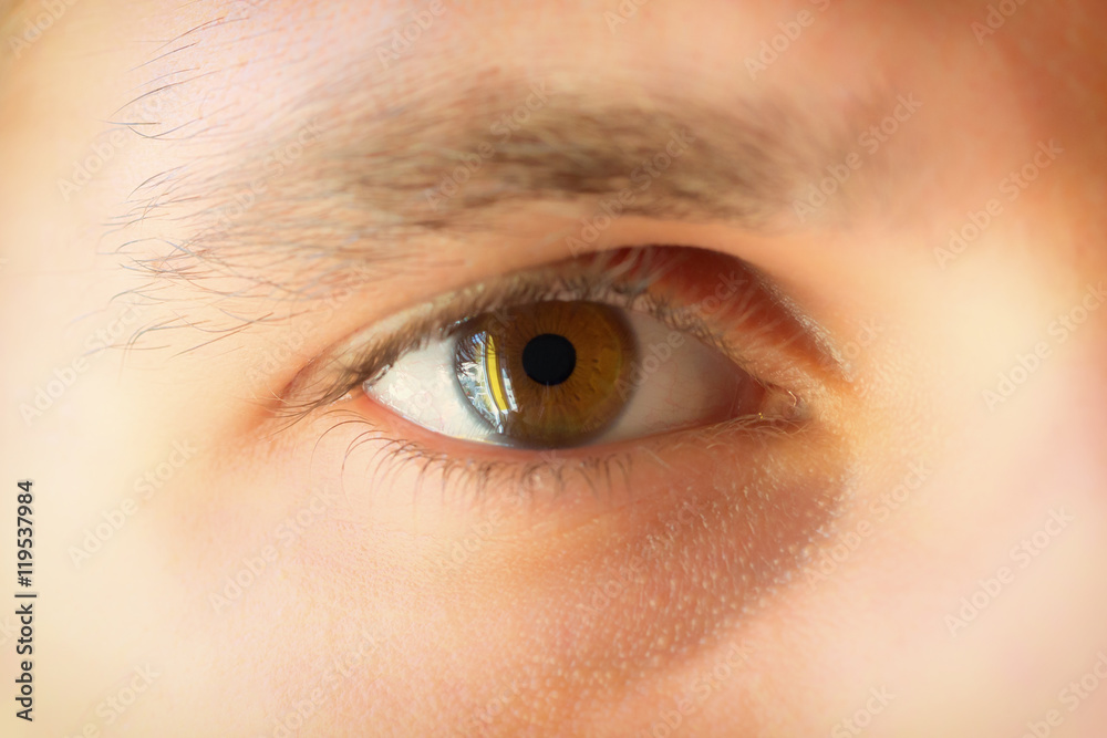 Obraz premium Male eye brown