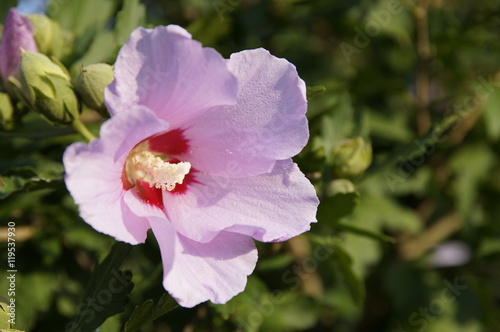 pink flower mallow closeup