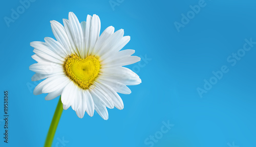 Fototapeta Naklejka Na Ścianę i Meble -  fresh daisy in  shape of a heart