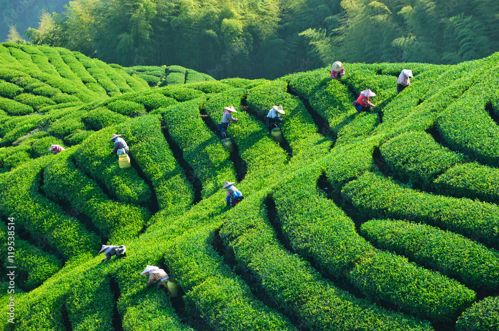 Taiwan Landscape