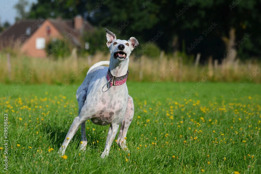 fröhlicher spielender weißer Greyhound