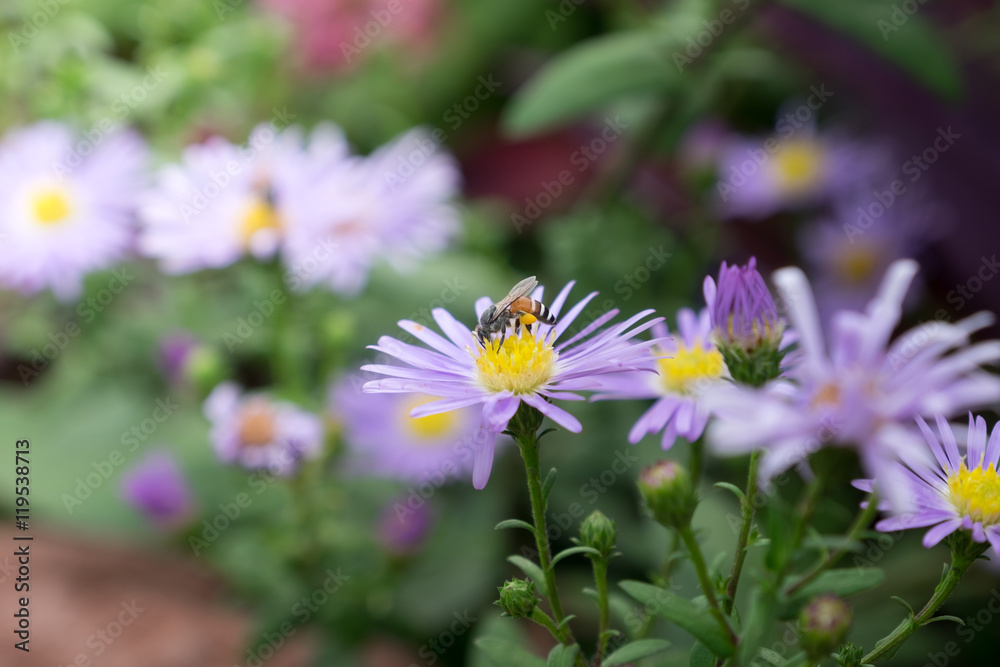 purple flower with bee in nature background purple flower with bee in nature background