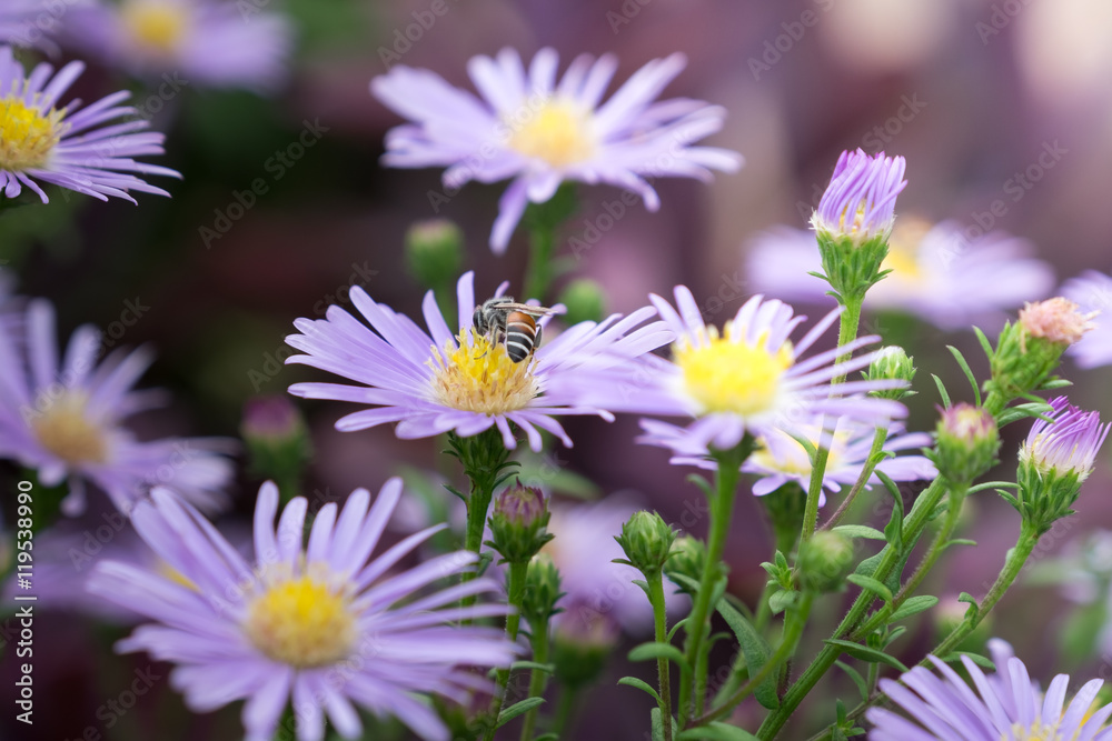 purple flower with bee in nature background purple flower with bee in nature background