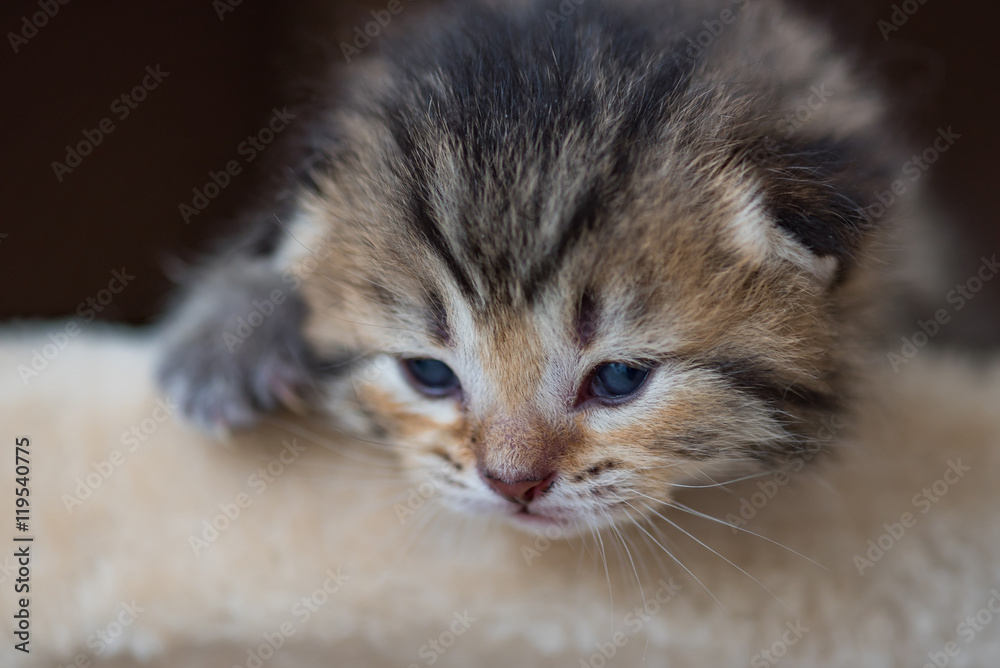 Cute kitten playing Cute kitten playing