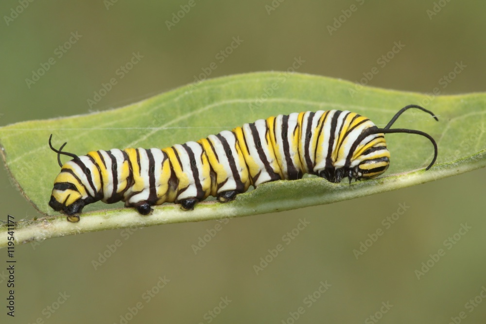 Monarch Butterfly Caterpillar (danaus plexippus) Monarch Butterfly Caterpillar (danaus plexippus)