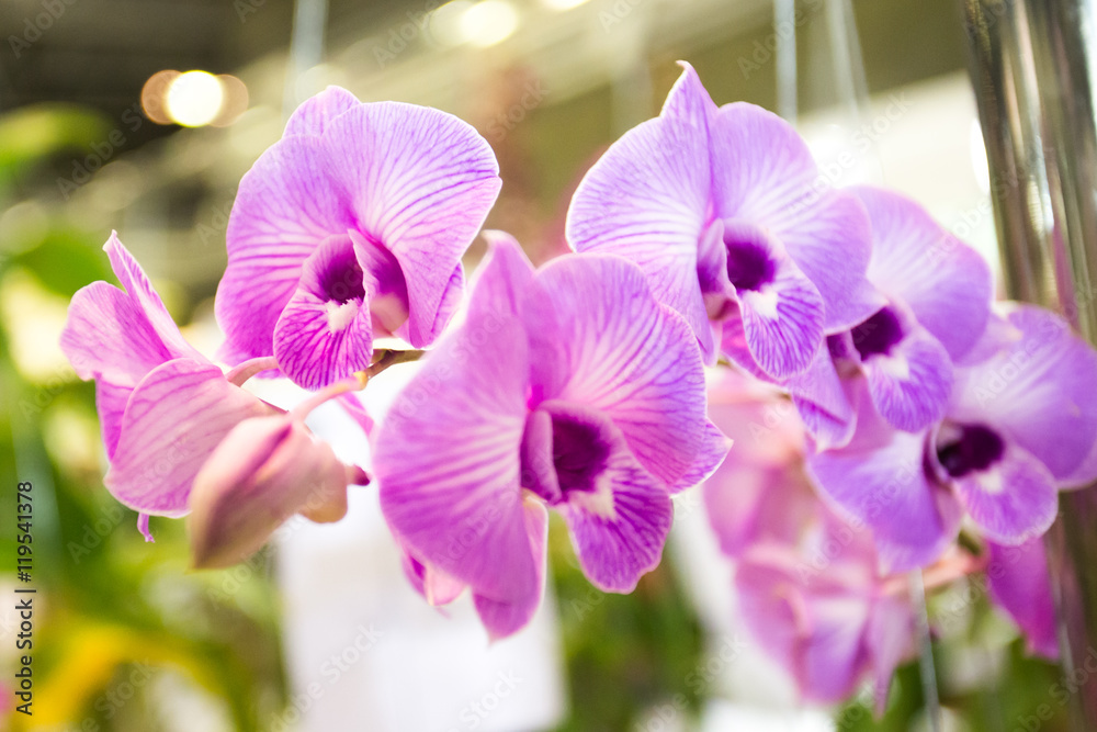 Orchids flower Is considered the queen of flowers in Thailand Orchids flower Is considered the queen of flowers in Thailand